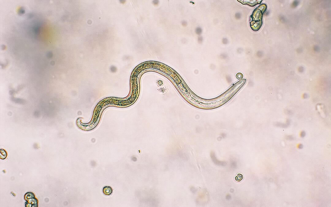 Fadenwürmer liefern Erkenntnisse über das Immunsystem