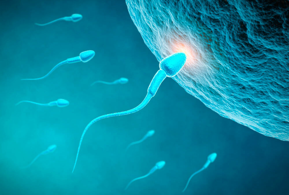 Rezeptor macht Spermien scharf