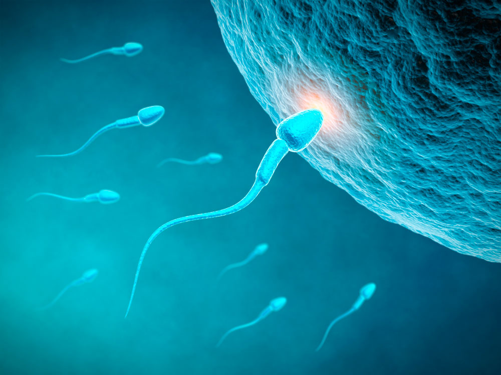 Computersimulation zeigt Bewegungsmuster der Spermien