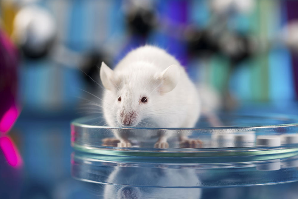 Maus-Gene geben Aufschluss über menschliche Erkrankungen
