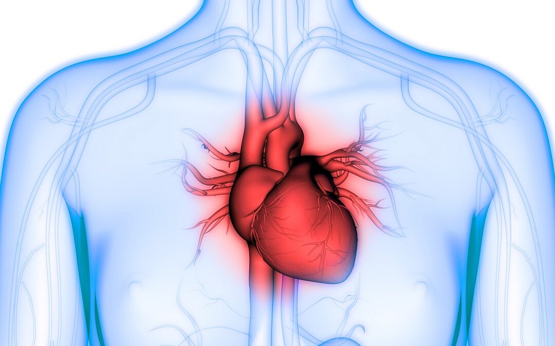 Forschende analysieren eine halbe Million Herzzellen