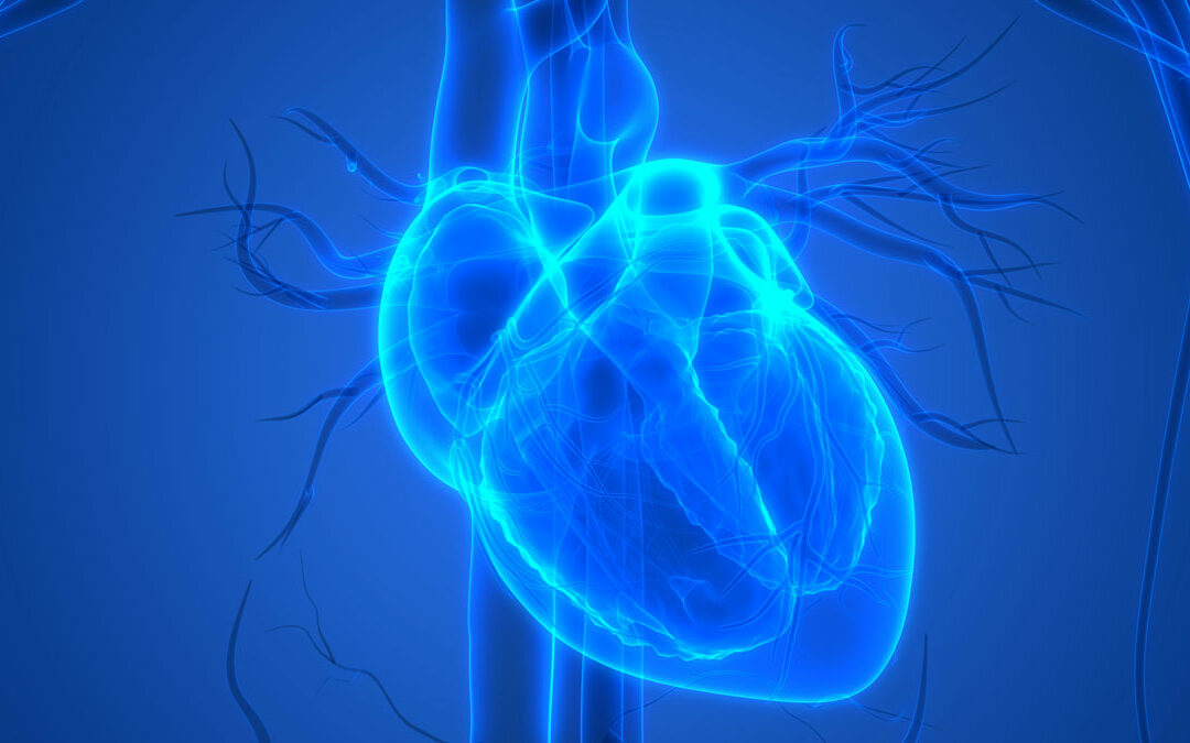 Wie ein Mechanismus die Herz-Dehnbarkeit reguliert