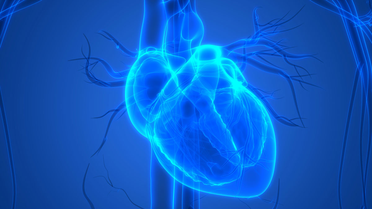 Wie ein Mechanismus die Herz-Dehnbarkeit reguliert