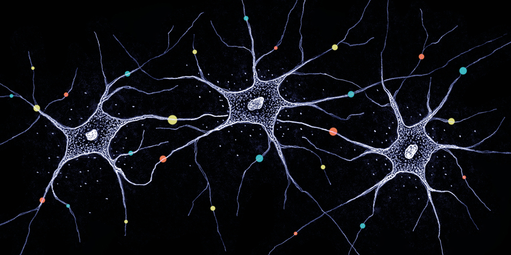 Wie Gene die Funktion von Nervenzellen beeinflussen