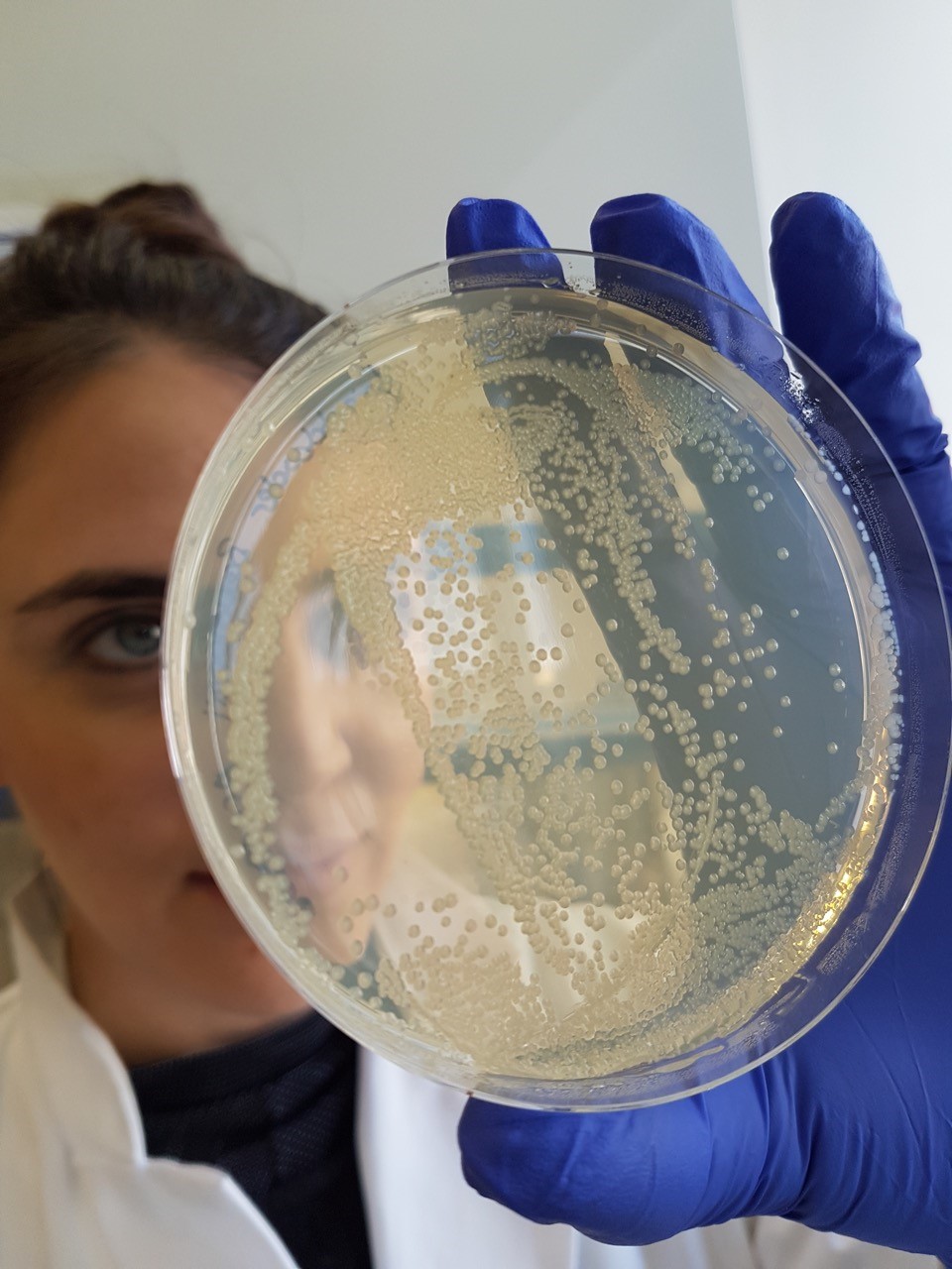 Bakterienkolonie auf Platte © Goethe-Universität