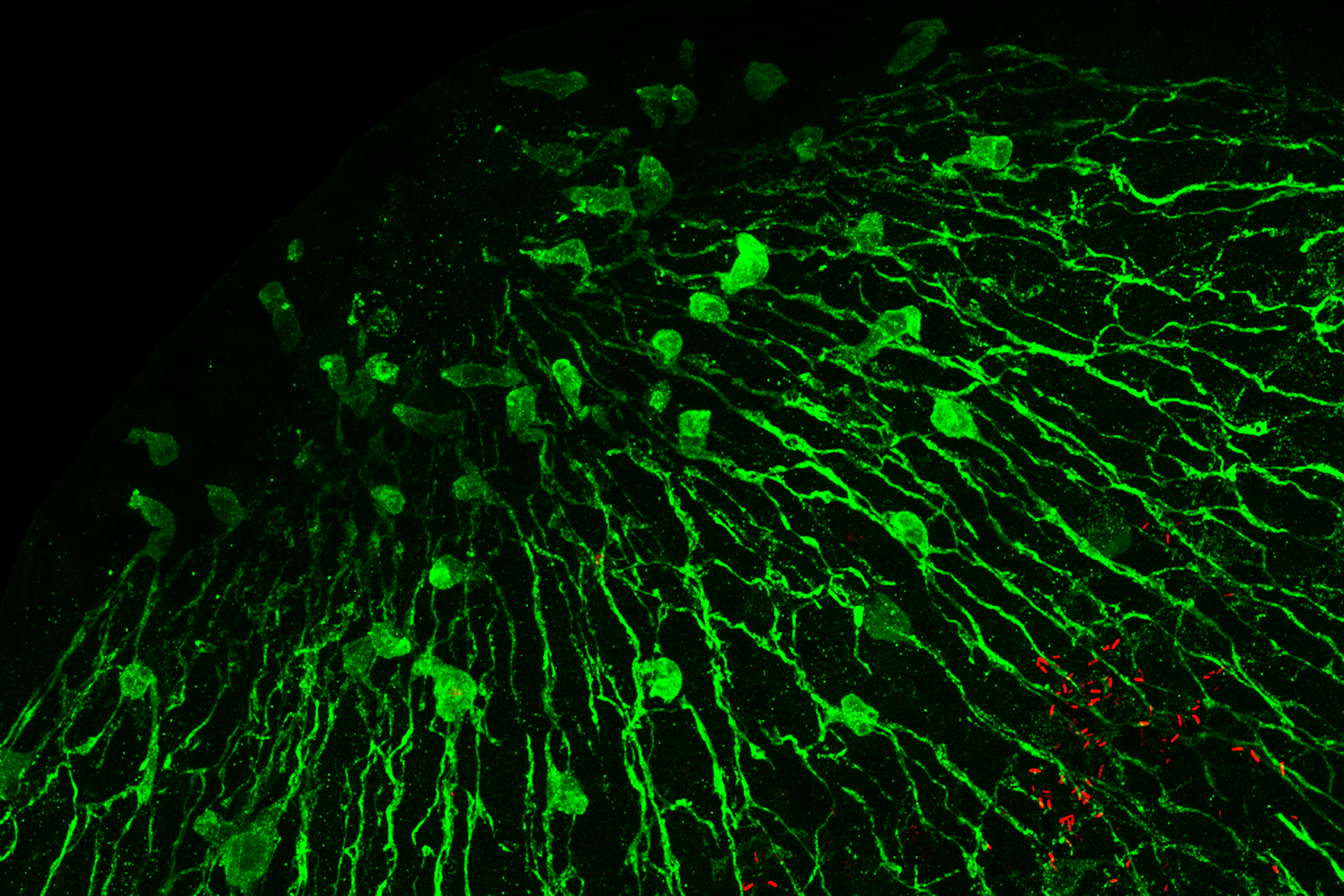 Nervenzellen © Christoph Giez, Dr. Alexander Klimovich