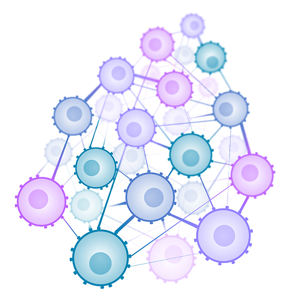 Netzwerk der Immunzellen© Krause / MPI für Biochemie