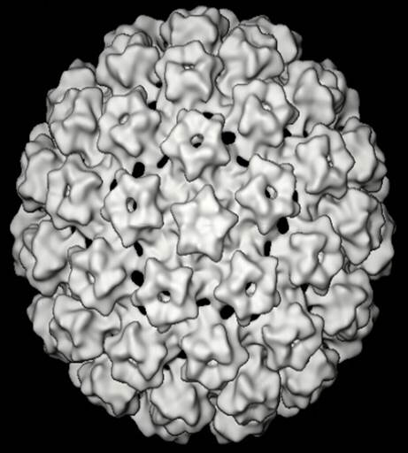 Modell eines humanen Papillomvirus © Petry