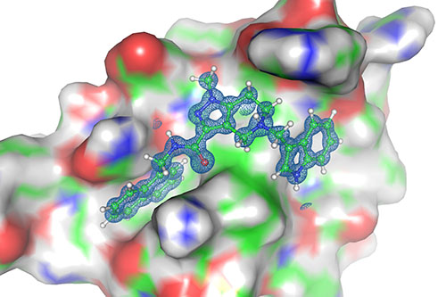 PEX-Protein © Dr. Grzegorz Popowicz / Helmholtz Zentrum München