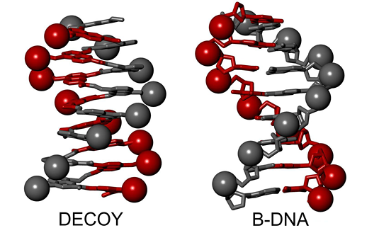 B-DNA-Doppelhelix und ein Foldamer © Ivan Huc / LMU