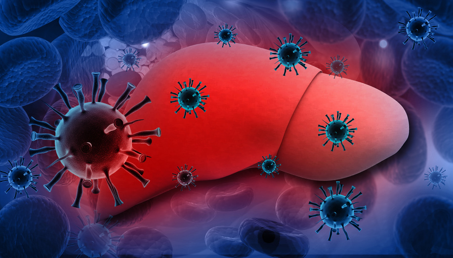 Angriffspunkte gegen das Hepatitis-C Virus identifiziert