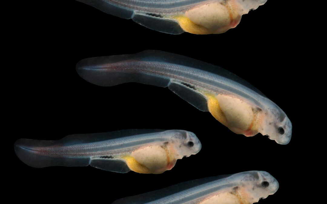 Auswirkung von Cholesterinsenker an Fischembryonen getestet