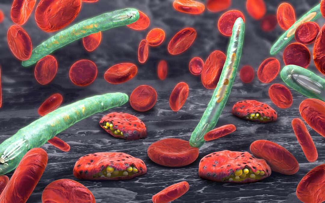 Schockgefrostete Malaria-Erreger mikroskopisch untersucht
