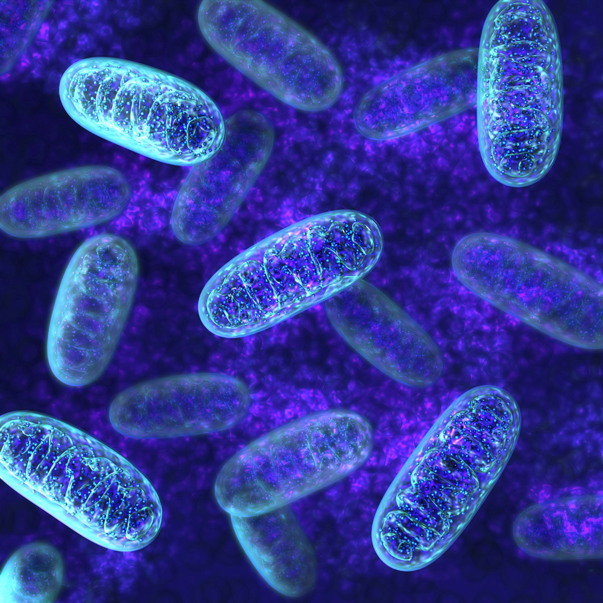 Wie Mitochondrien Energie erzeugen