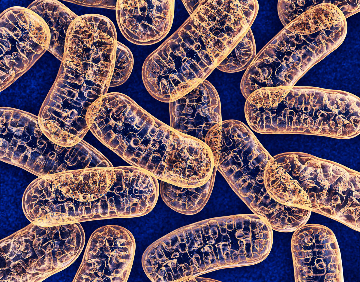 Steuerung der Gesamtstabilität mitochondrialer Proteinkomplexe