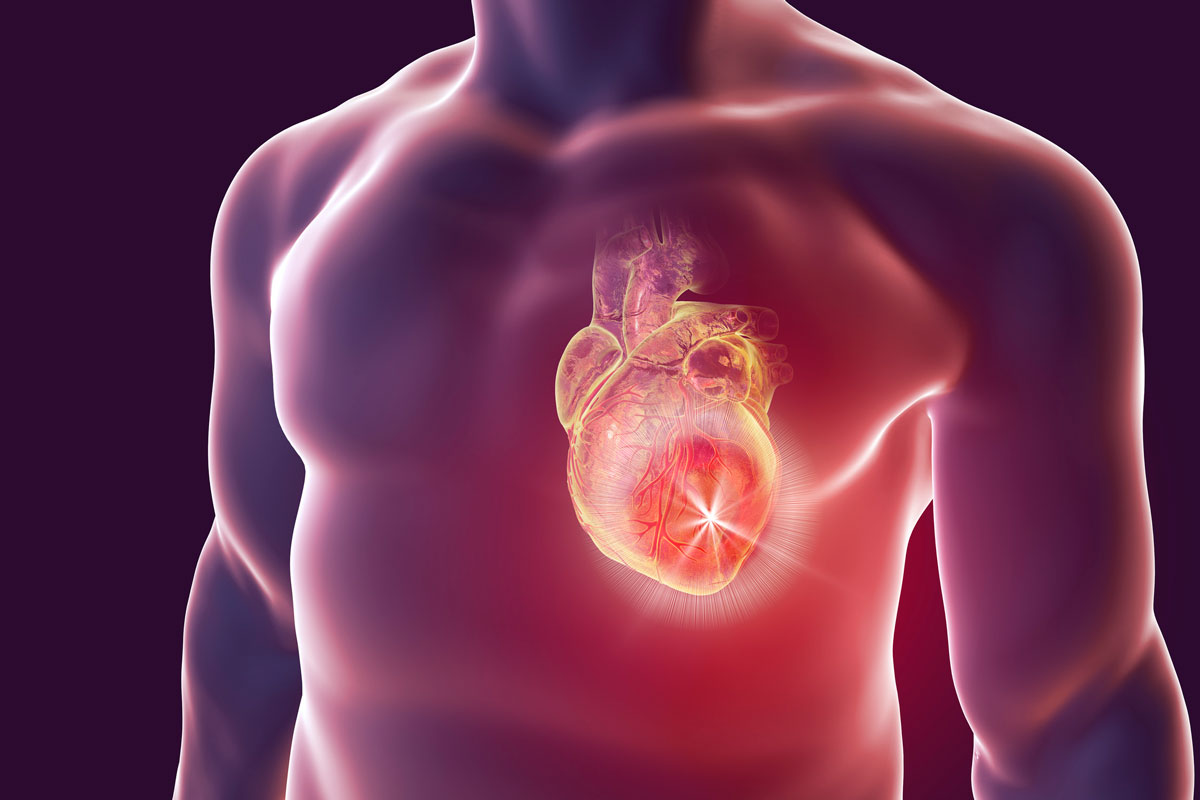 Überwachung der Herzregeneration auf Zellebene