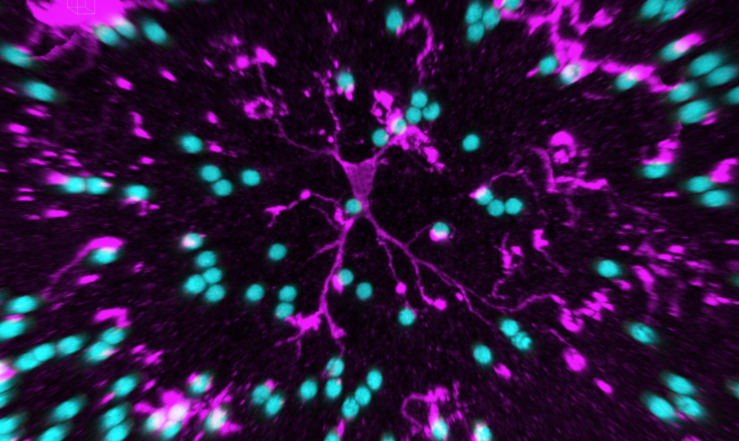 Struktur und Funktion der Mikroglia untersucht