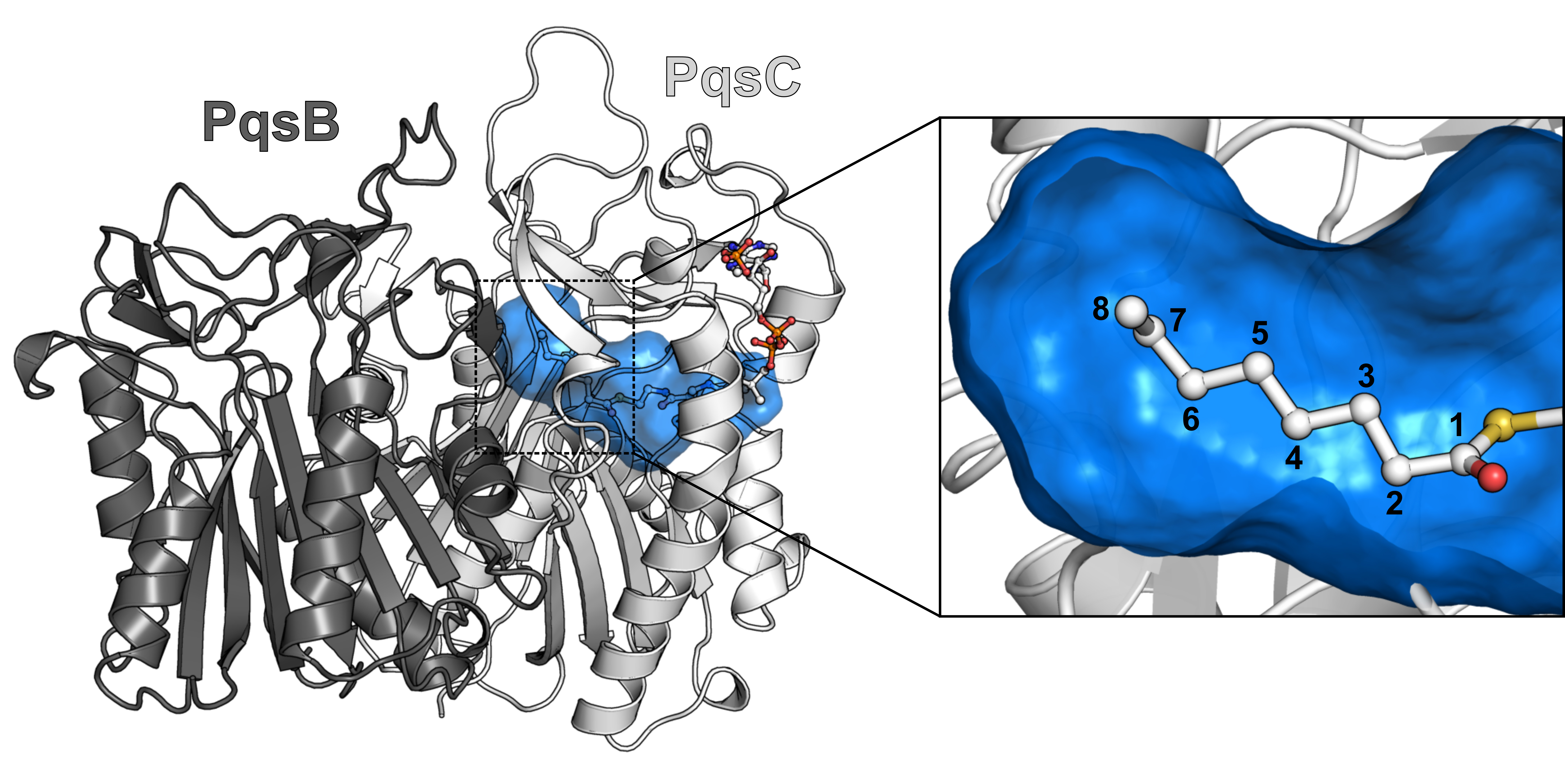 Proteinkomplex PqsBC © HZI / Florian Witzgall