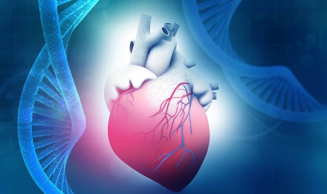 Personalisierte Genscheren-Therapie für Herzfehler