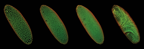 Fruchtfliegen-Embryos © Vaquerizas Lab / Clemens Hug und Alexis Grimaldi