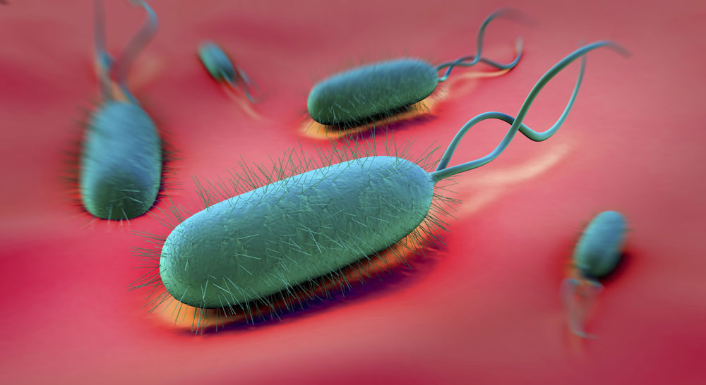 Zusammensetzung des Mikrobioms in Mund und Dünndarm