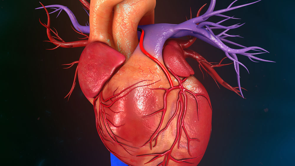Fehlentwicklung der Muskulatur führt zu einem gestörten Herzrhythmus