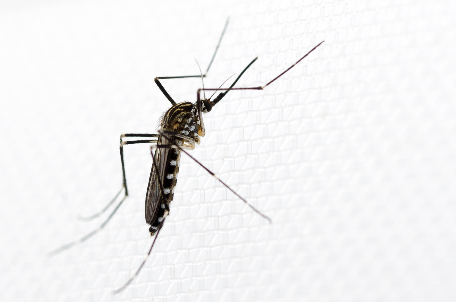 Neue Heimat für Aedes koreicus