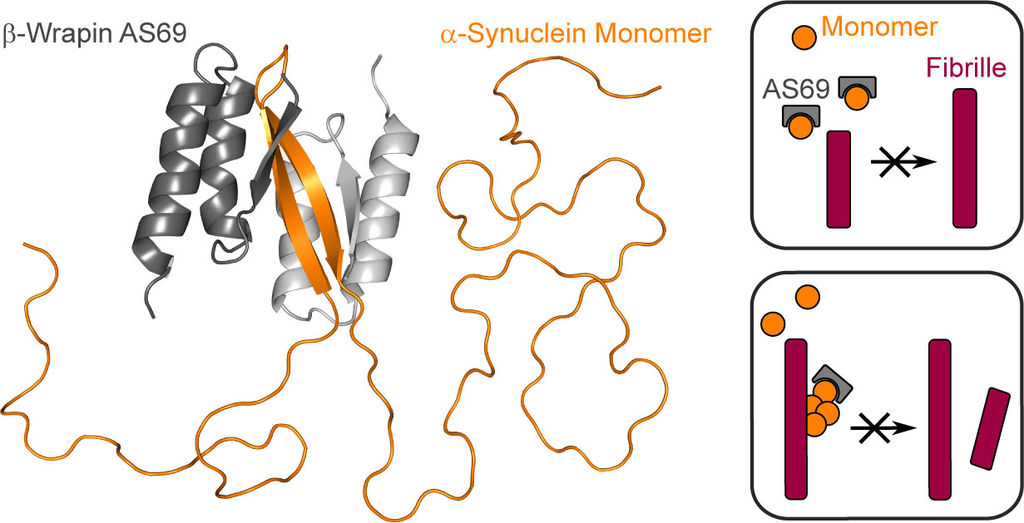 Mechanismus von Bindeprotein untersucht