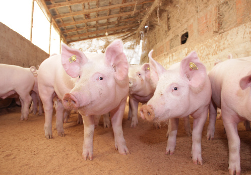 Präpandemisches Potenzial von Erregern aus der Schweinehaltung