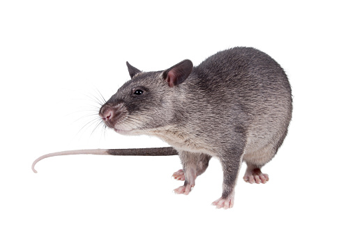 Wie Ratten Krankheitserreger aufspüren