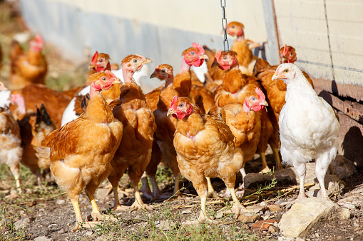 Pandemie-Risiko durch Vogelgrippevirus untersucht