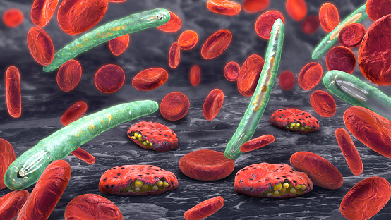 Infektionsmechanismen des Malariaparasits Plasmodium