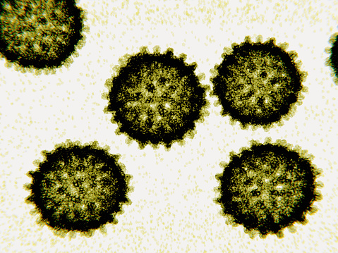 Immunantwort auf das Hepatitis-C-Virus untersucht