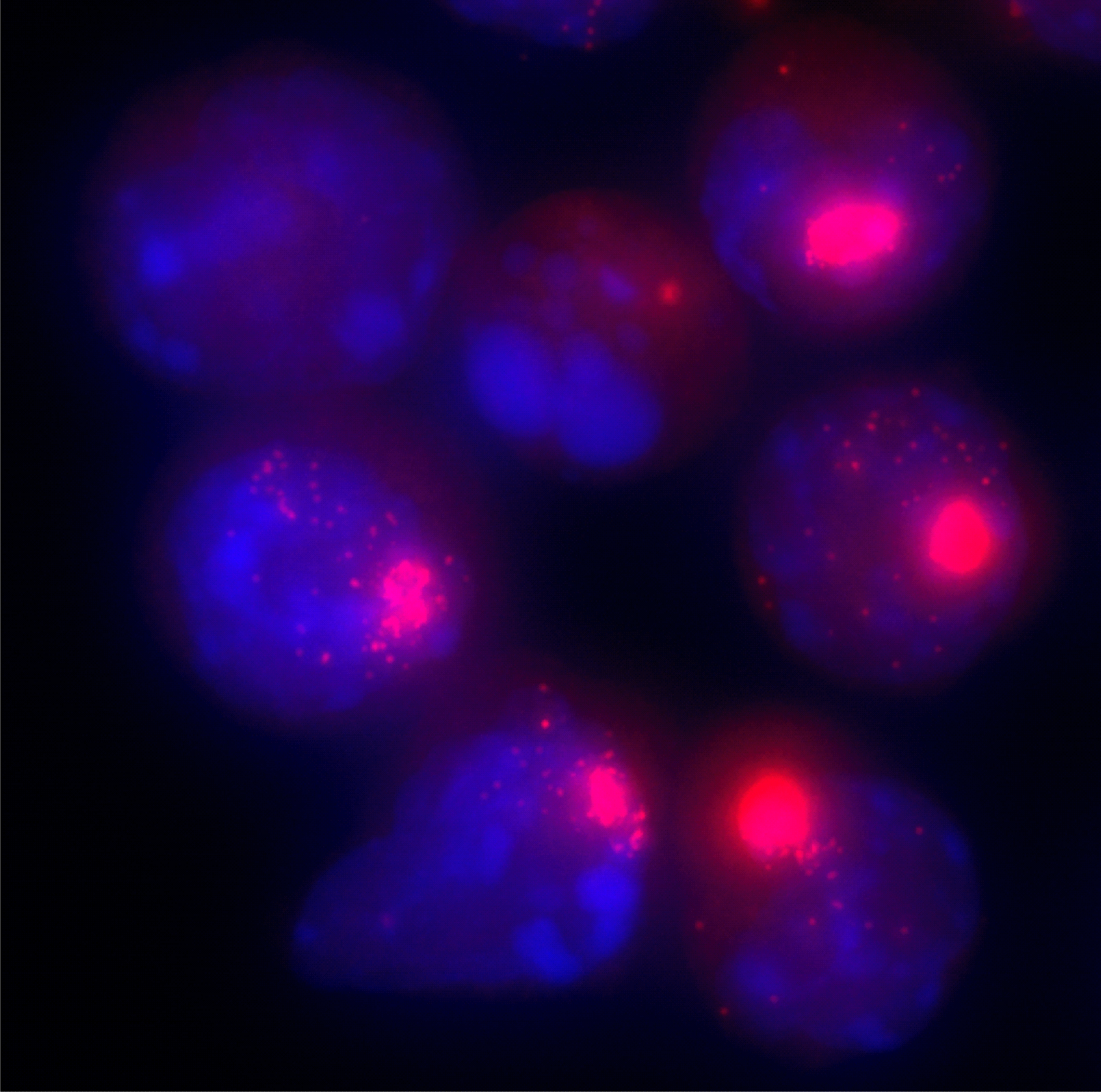 Zellkerne von weiblichen Zellen © Verena Mutzel / Max-Planck-Institut für molekulare Genetik