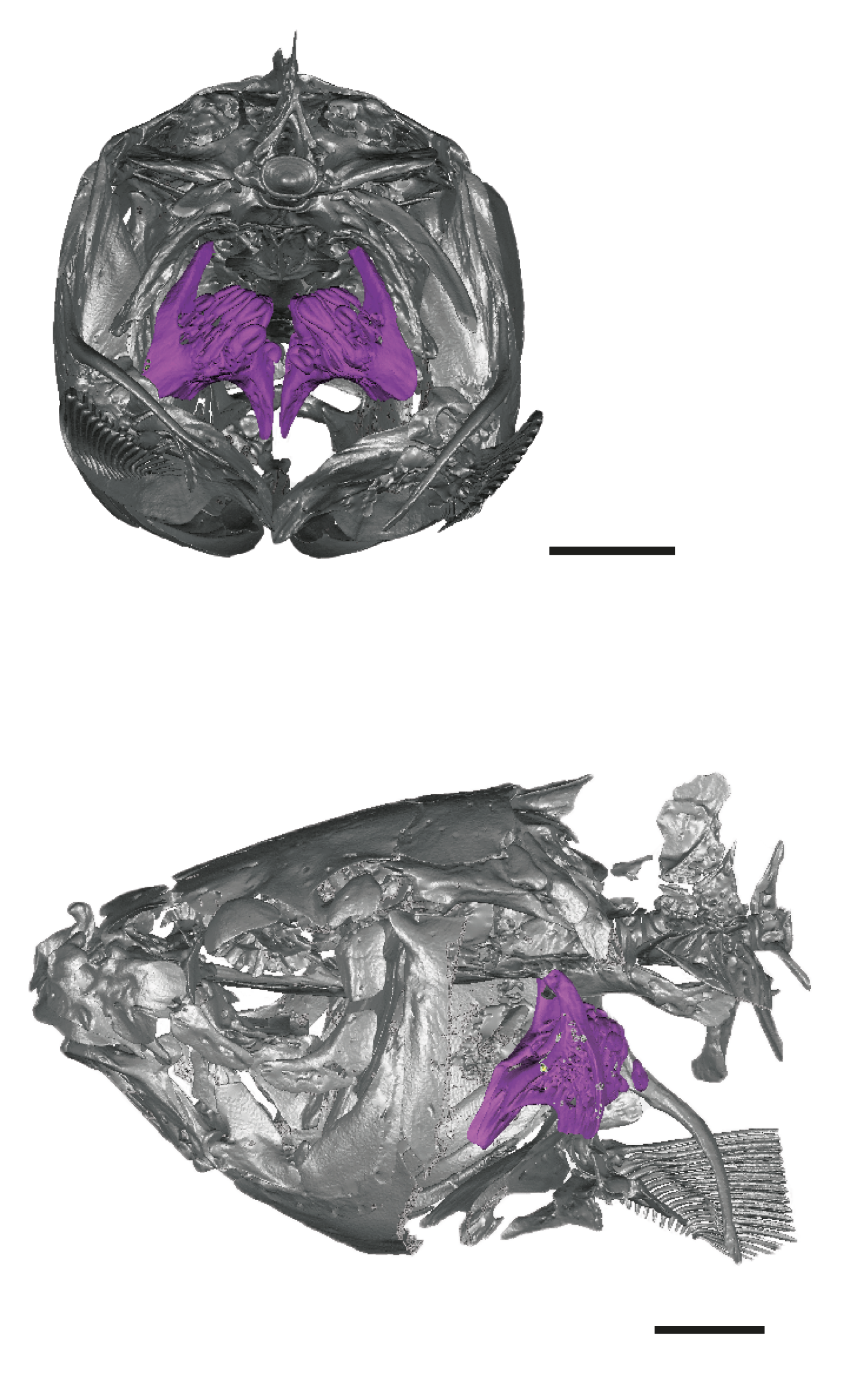 Anatomische Position des Rachengebisses im Fischkörper © Ayvazyan et al., J Zool Syst Evol Res. 2018