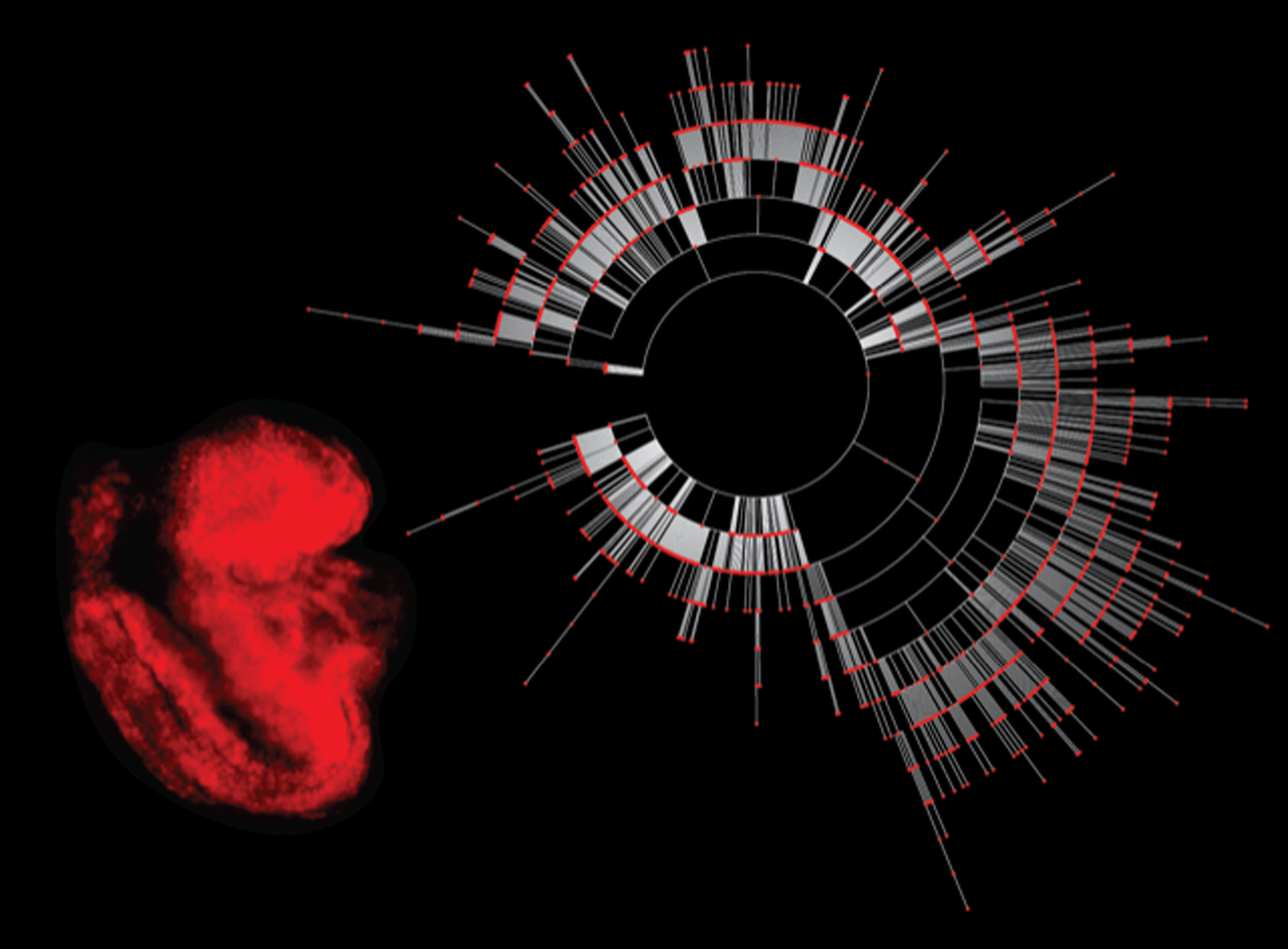 Rot fluoreszierender Reporter-Maus-Embryo © Zachary Smith / Harvard University