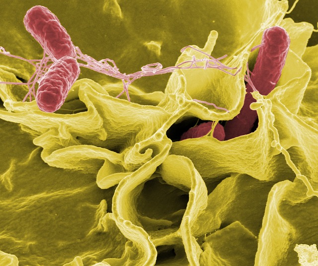 Sondenmoleküle weisen Bakterien nach