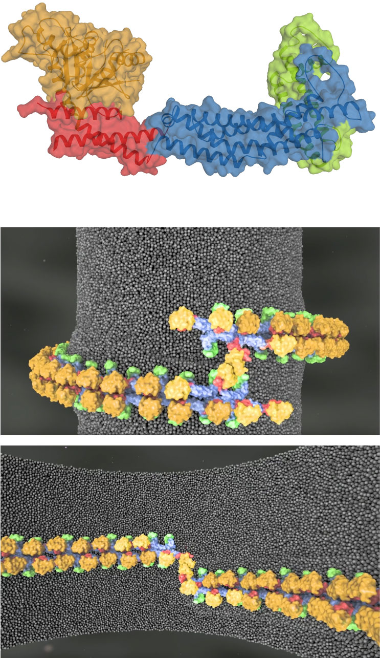 Dreidimensionaler Proteinaufbau. © AG Daumke / MDC