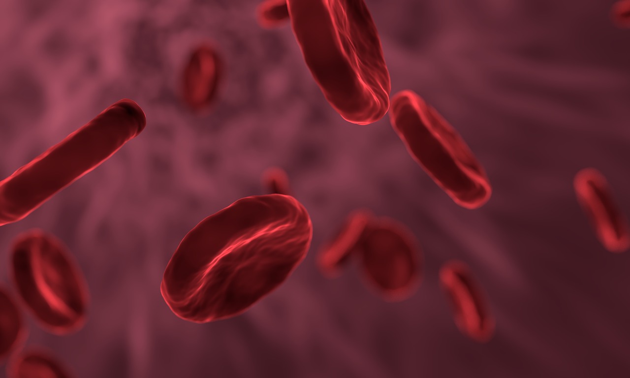 Neue Einsichten in die genetische Regulation von Blutzellen