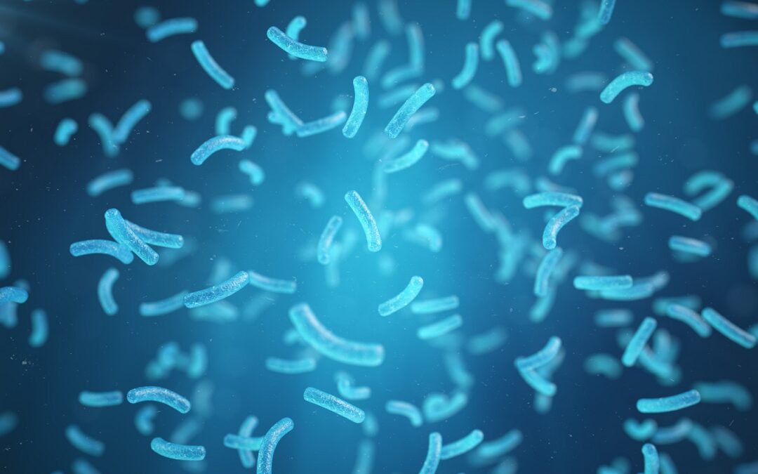 Wie ein molekularer Schalter die Verteilung der bakteriellen DNA steuert
