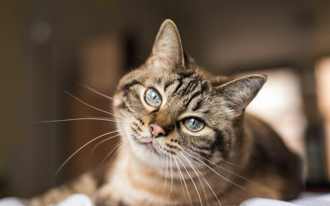 Infektionsraten europäischer Hauskatzen untersucht