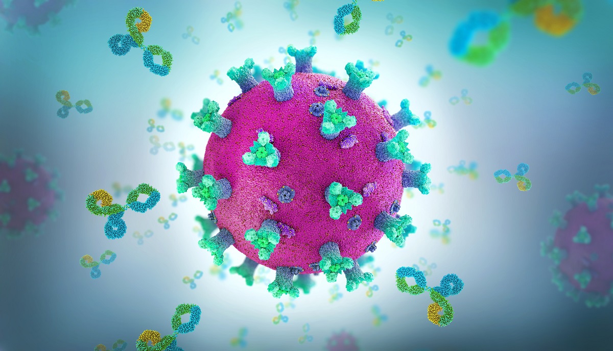 Antikörper bekämpfen das Coronavirus.