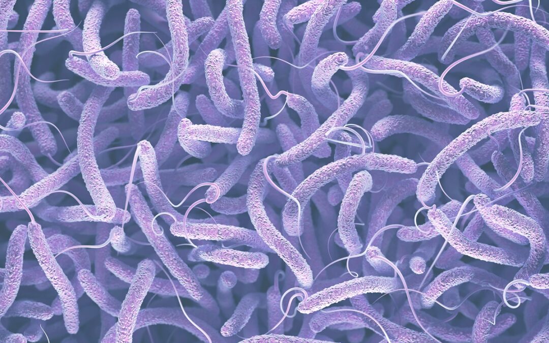 Neue Erkenntnisse über Cholerabakterien