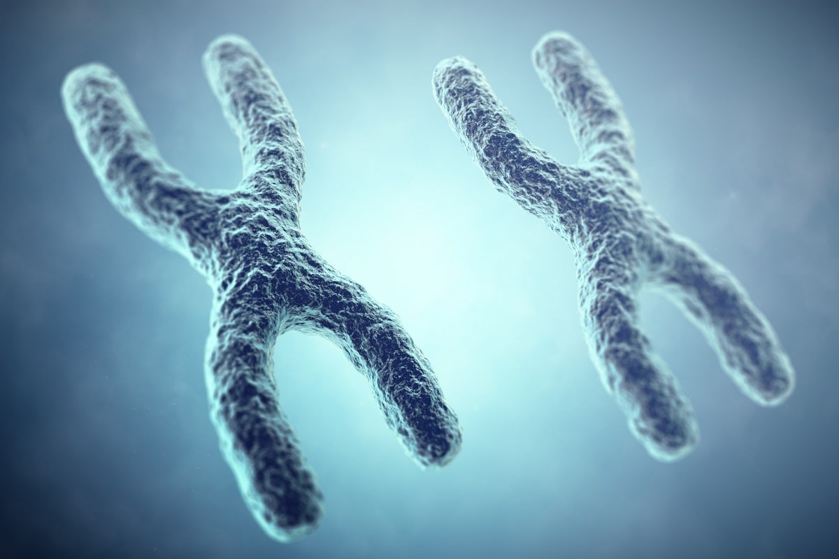 Zwei X-Chromosomen