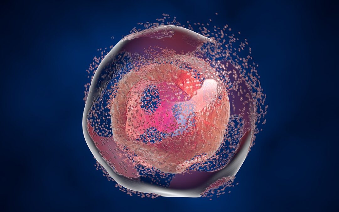Protein öffnet Zellmembran wie ein Reißverschluss