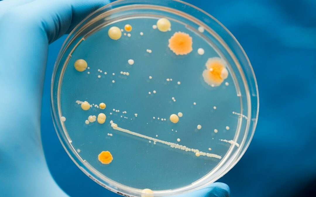 Neues Verfahren ermöglicht Einblicke in mikrobielle Funktionsweisen