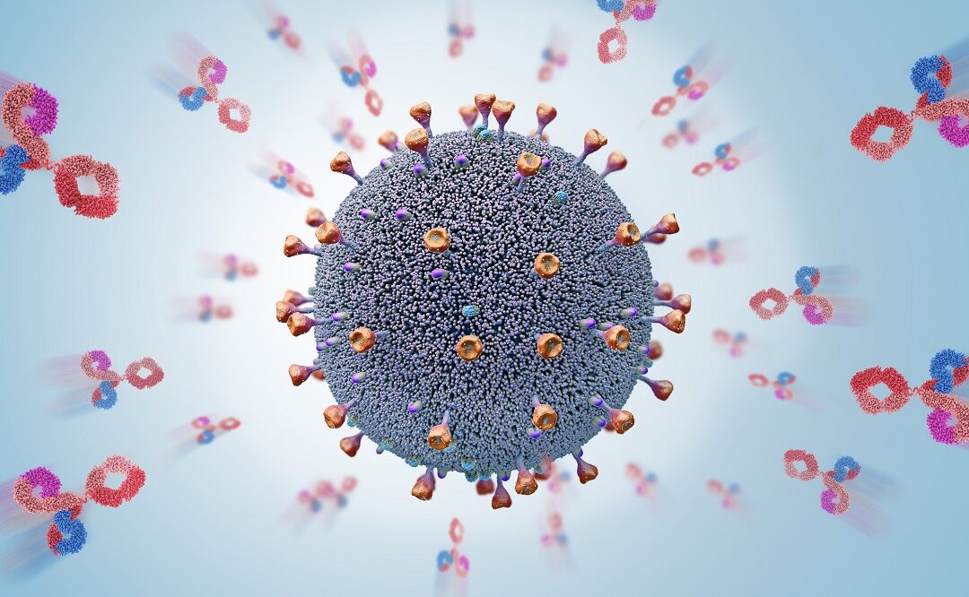 Neue Erkenntnisse über Immunreaktion gegen SARS-CoV-2