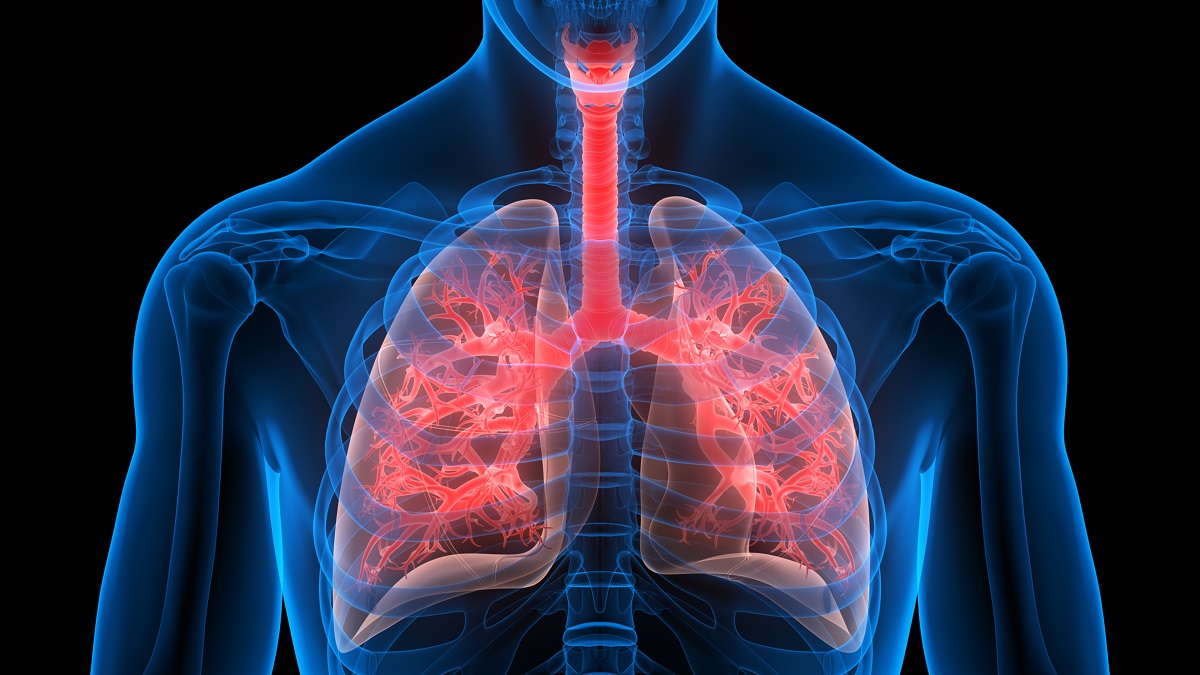 Menschliches Atemsystem Lunge.