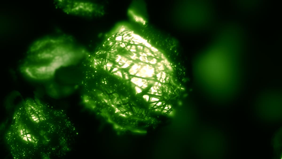 Abbildungs eines Cyanobakteriums.