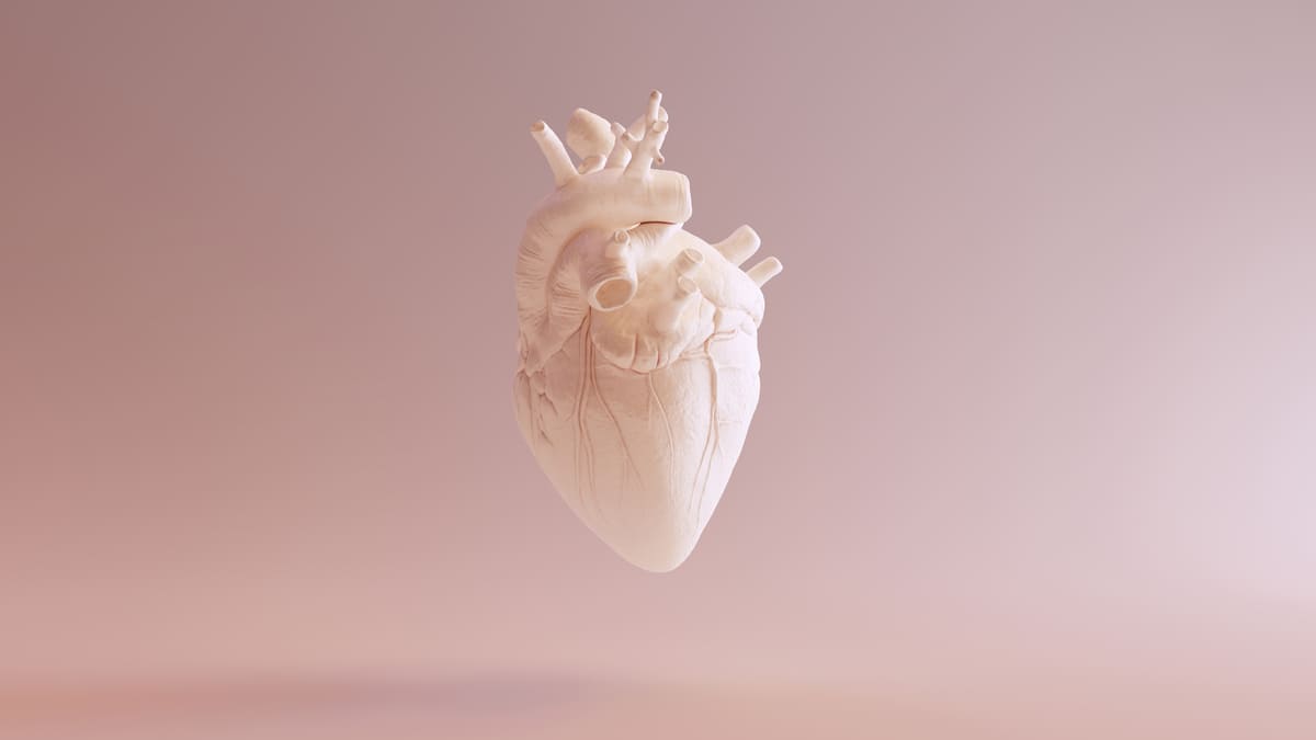 Modellbild eines Herzens.